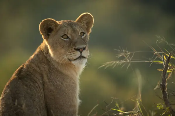 Lion Cub Panthera Leo Ψάχνει Έξω Από Πλαίσιο Πράσινο Στο — Φωτογραφία Αρχείου