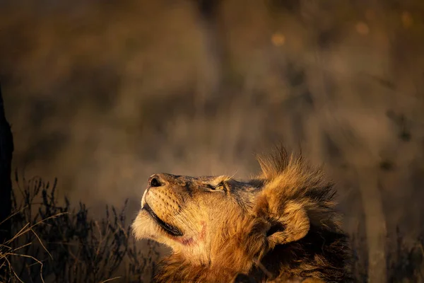 Lion Mâle Panthera Leo Regarde Vers Haut Dans Lumière Chaude — Photo