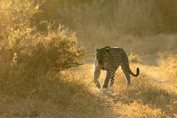 Egy Leopárd Panthera Pardus Arany Fényben Jár Rövid Füvön Háttérvilágítással — Stock Fotó