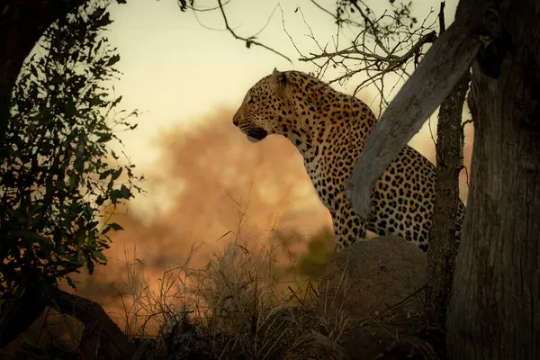 Een Mannelijke Luipaard Panthera Pardus Gaat Zitten Zijprofiel Tegen Oranje — Stockfoto