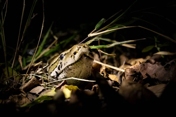 Питон Python Sebae Выглядывает Головой Сухих Листьев Освещенных Прожектором — стоковое фото