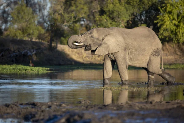 Elefante Loxodonta Africana Pie Agujero Agua Beber Tronco Boca Perfil — Foto de Stock