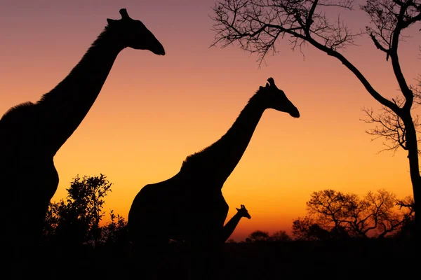 Siluetas Tres Jirafas Jirafas Giraffa Camelopardalis Caminando Contra Una Puesta —  Fotos de Stock