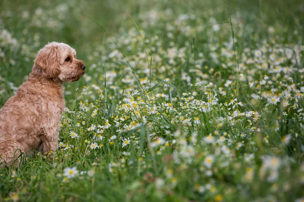 Portrait Fawn Coated Young Cavapoo Sitting Meadow — Stock Photo, Image