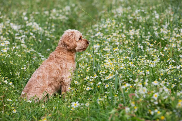 Porträt Eines Rehkitz Beschichteten Jungen Cavapoo Auf Einer Wiese Sitzend — Stockfoto