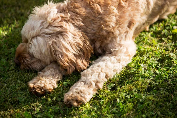 Portrait Fawn Coated Young Cavapoo Lying Lawn — Stock Photo, Image