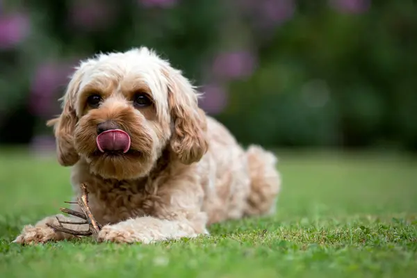 Portrait Fawn Coated Young Cavapoo Lying Lawn — Stock Photo, Image