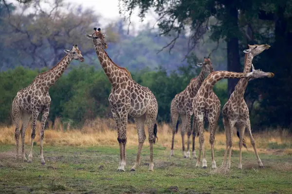 Küçük Bir Grup Güney Afrika Zürafası Camalopardalis Zürafa Moremi Rezervi — Stok fotoğraf