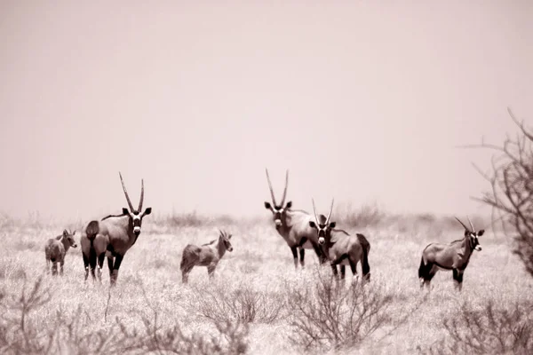 Troupeau Oryx Dans Les Prairies Réserve Moremi Botswana — Photo