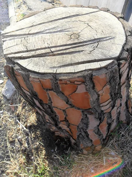 Eski kırık ağaç gövdesi