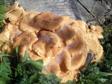 Turuncu mantar kesilmiş ağaç gövdesi yakınındaki