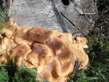 Turuncu mantar kesilmiş ağaç gövdesi yakınındaki