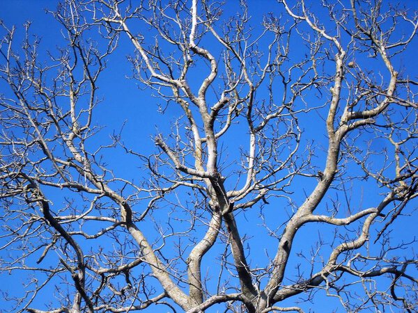 Bare branches of solitary tree