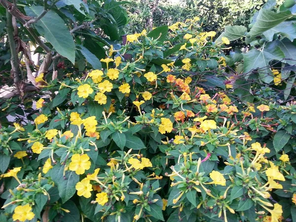 Mirabilis: jalapa, Peru harikası çiçeklerin