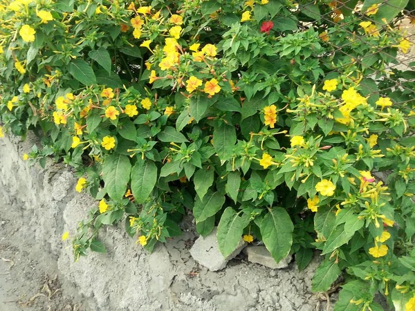 Mirabilis: jalapa, Peru harikası çiçeklerin