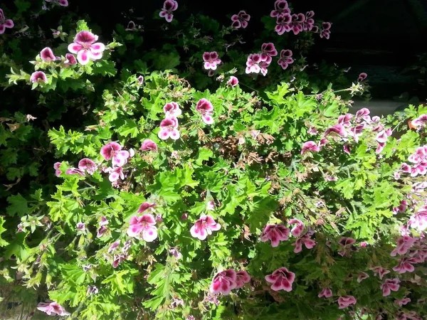 Växten Den Macranta Geranium — Stockfoto