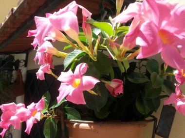 (Dipladenia Mandevilla çiçekli vazo)