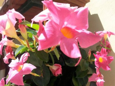 (Dipladenia Mandevilla çiçekli vazo)
