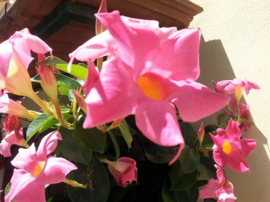 (Dipladenia Mandevilla çiçekli vazo)