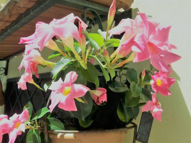 (Dipladenia Mandevilla çiçekli vazo)