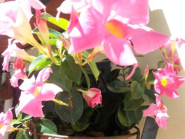 (Dipladenia Mandevilla çiçekli vazo)
