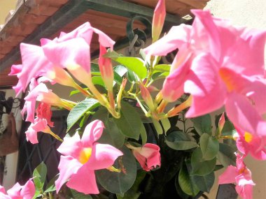 (Dipladenia Mandevilla çiçekli vazo)
