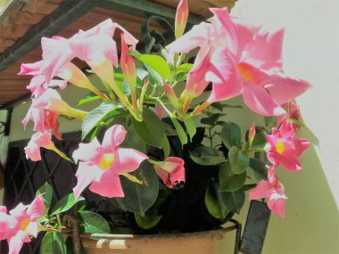 (Dipladenia Mandevilla çiçekli vazo)