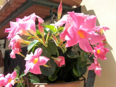 (Dipladenia Mandevilla çiçekli vazo)