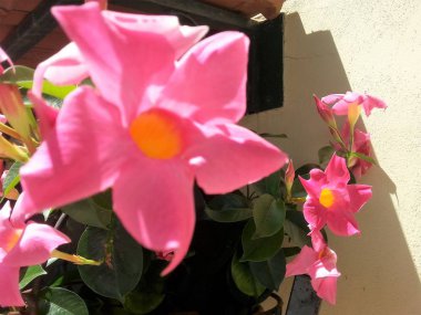 (Dipladenia Mandevilla çiçekli vazo)
