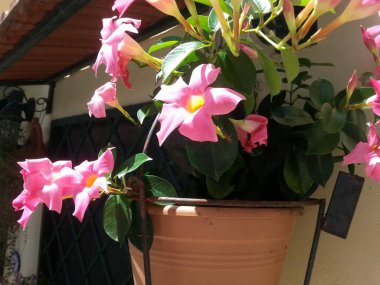 (Dipladenia Mandevilla çiçekli vazo)