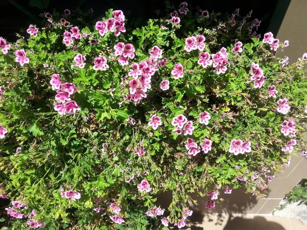 (Dipladenia Mandevilla çiçekli vazo)