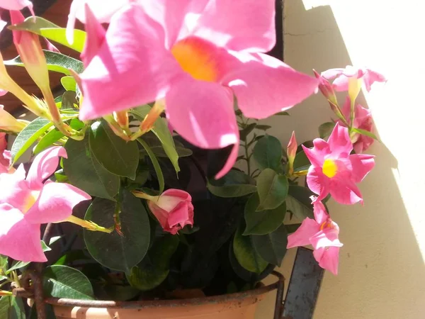(Dipladenia Mandevilla çiçekli vazo)