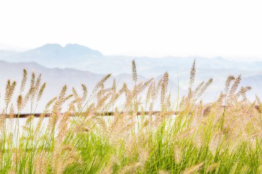 Uzun otların ve arka planda dağlar ile canlı manzara