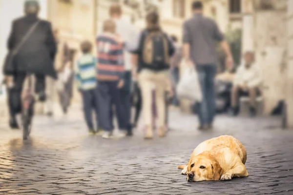 Homeless dog with sad eye lying on a pavement, people passing by