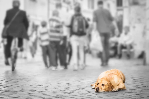 Πάτριον Έδαφος Σκύλοs Θλιβερό Μάτι Ξαπλωμένο Στο Πεζοδρόμιο Άνθρωποι Που — Φωτογραφία Αρχείου