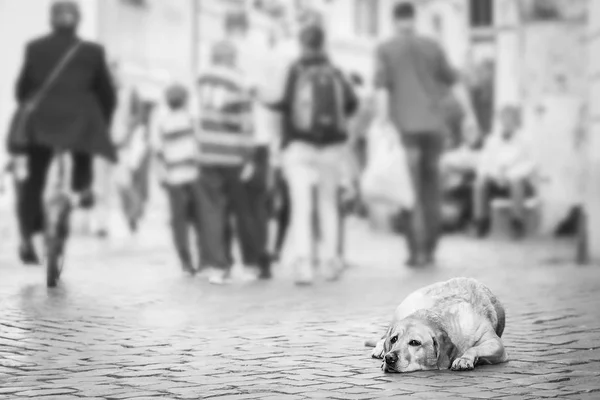 Homeless dog with sad eye lying on a pavement, people passing by