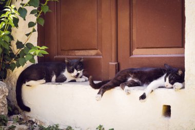 Açık havada gölgesinde yatan iki tembel kedi. Aşırı ısı kavramı