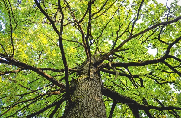 Lagre akçaağaç ağaç foliagef ile aşağıdan yukarı görüntülemek