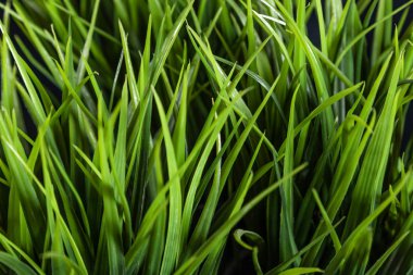 Siyah bir zemin üzerine yeşil çim dokusu