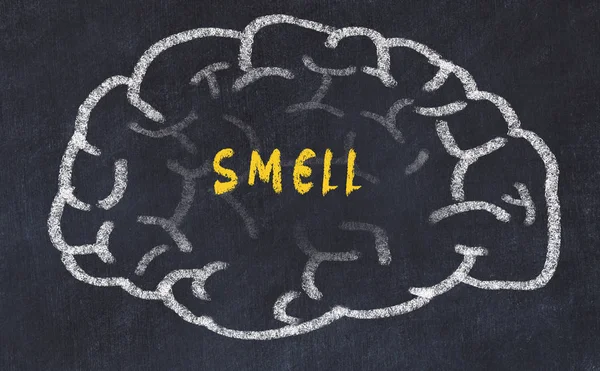 Chalk drawing of human brain with inscription smell