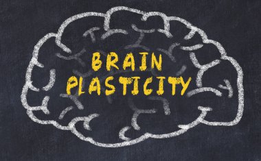 Chalk drawing of human brain with inscription brain plasticity clipart