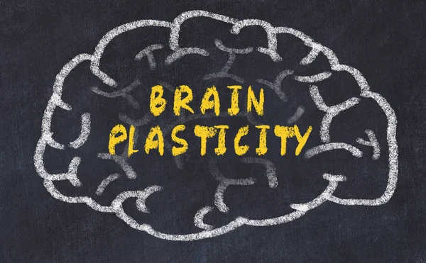 Dibujo de tiza del cerebro humano con plasticidad cerebral de inscripción —  Fotos de Stock