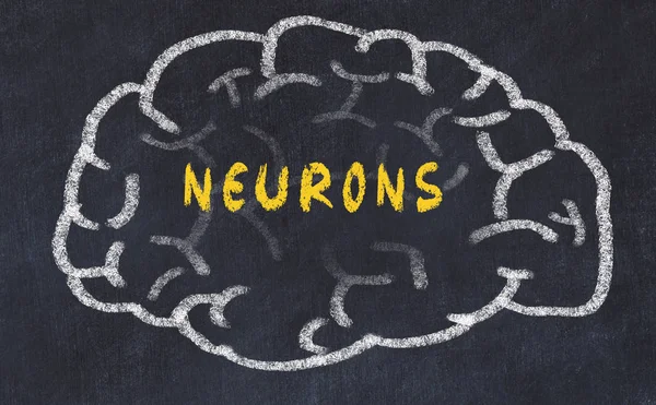 Dibujo de tiza del cerebro humano con neuronas de inscripción —  Fotos de Stock