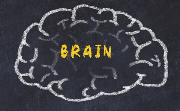 碑文脳を用いた人間の脳のチョーク画 — ストック写真