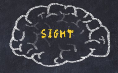 Yazıt görme ile insan beyninin tebeşir çizim