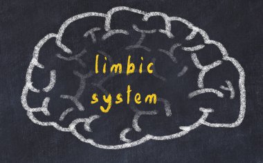 Drawind of human brain on chalkboard with inscription limbic system clipart