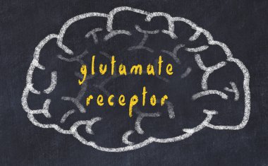 Yazıt glutamat reseptörü ile tebeşir üzerinde insan beyninin Drawind