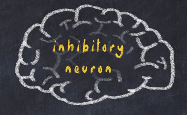 Yazıt inhibitör nöron ile tebeşir üzerinde insan beyninin Drawind