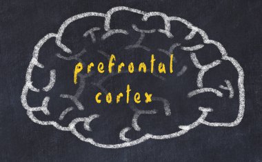 Yazıt prefrontal korteks ile tebeşir üzerinde insan beyninin Drawind