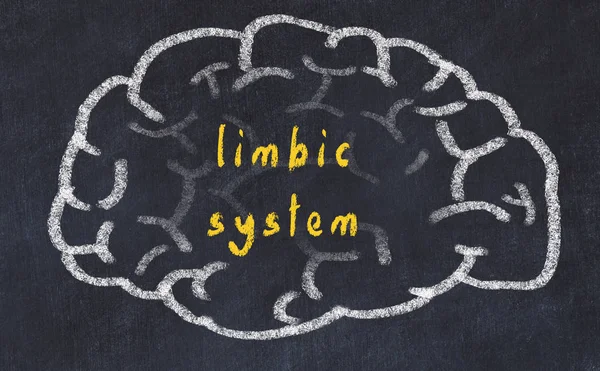 Очертания человеческого мозга на доске с надписью лимбическая система — стоковое фото